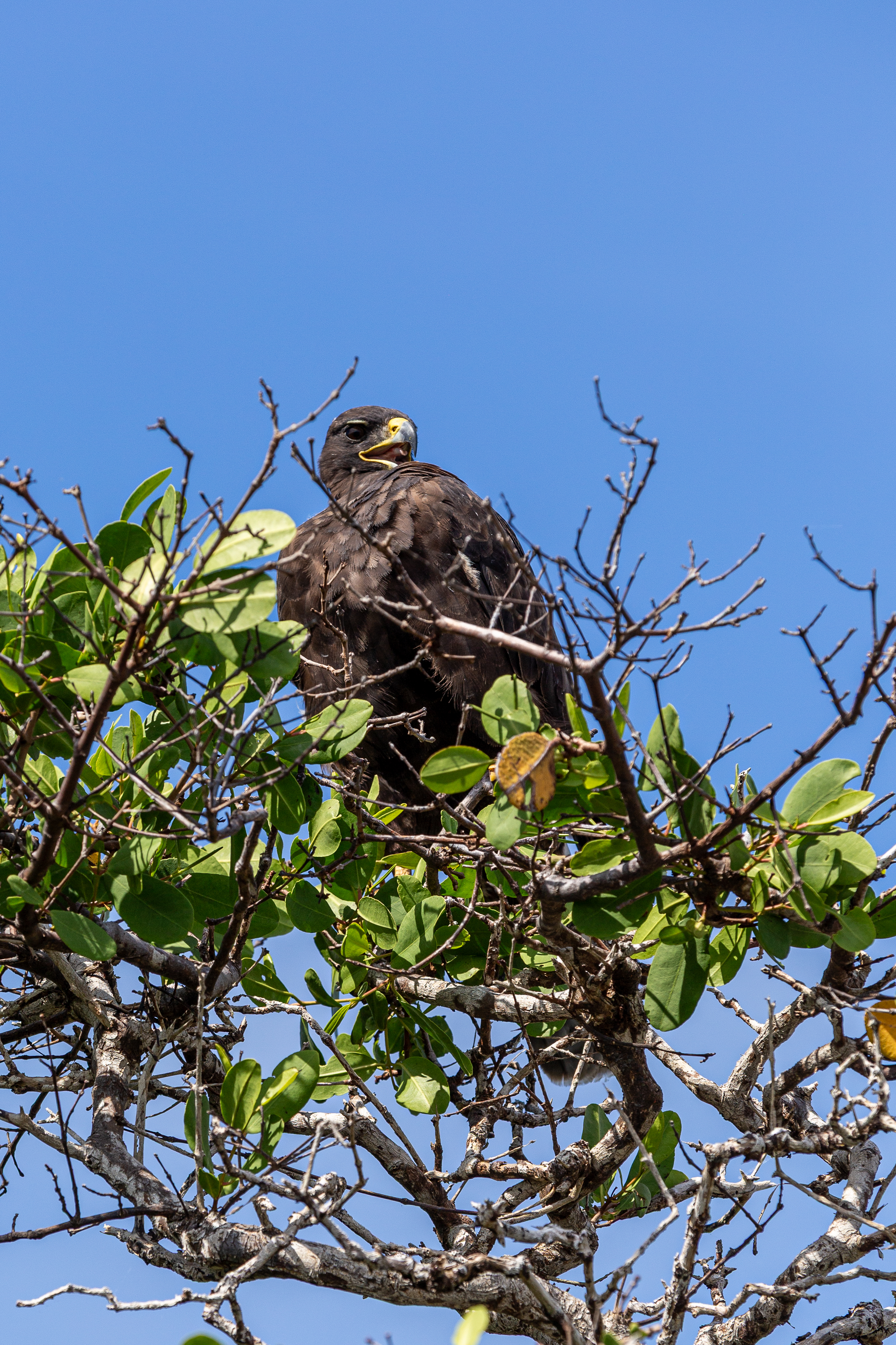 Dark Galapagos hawk perched at the top of a tree against a blue sky